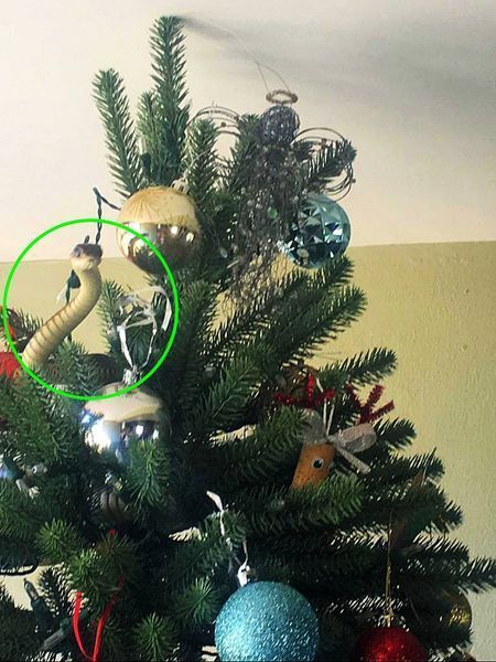 Zumindest passte die Farbe der Schlange zum Baum.