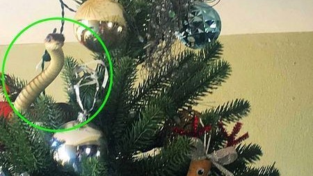 Zumindest passte die Farbe zum Baum.