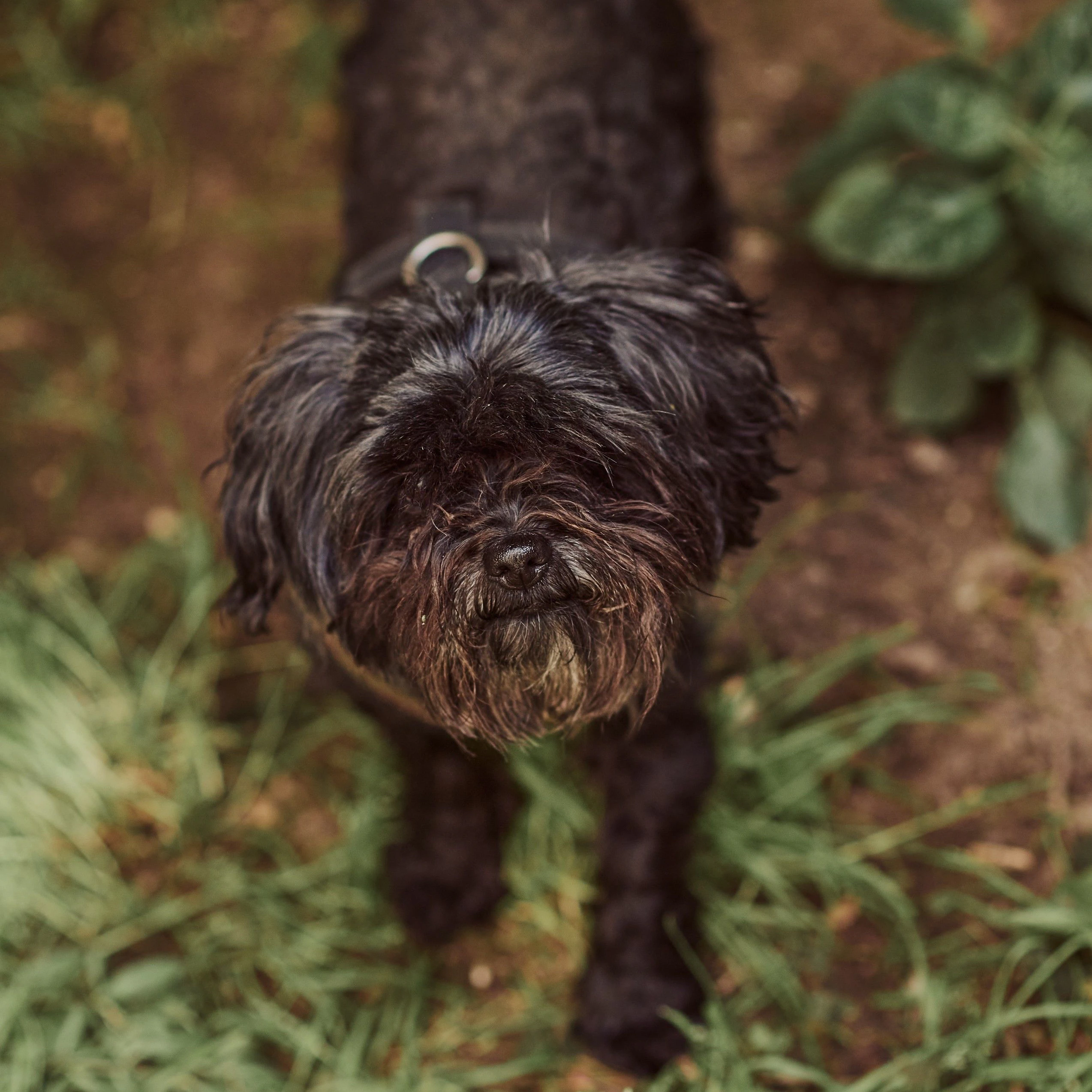 Für Selina ist ihr Hund Buddy ein Lebensretter. Sich um ihn zu kümmern, half der ehemals Obdachlosen ihre Depressionen und Drogenprobleme zu lösen.