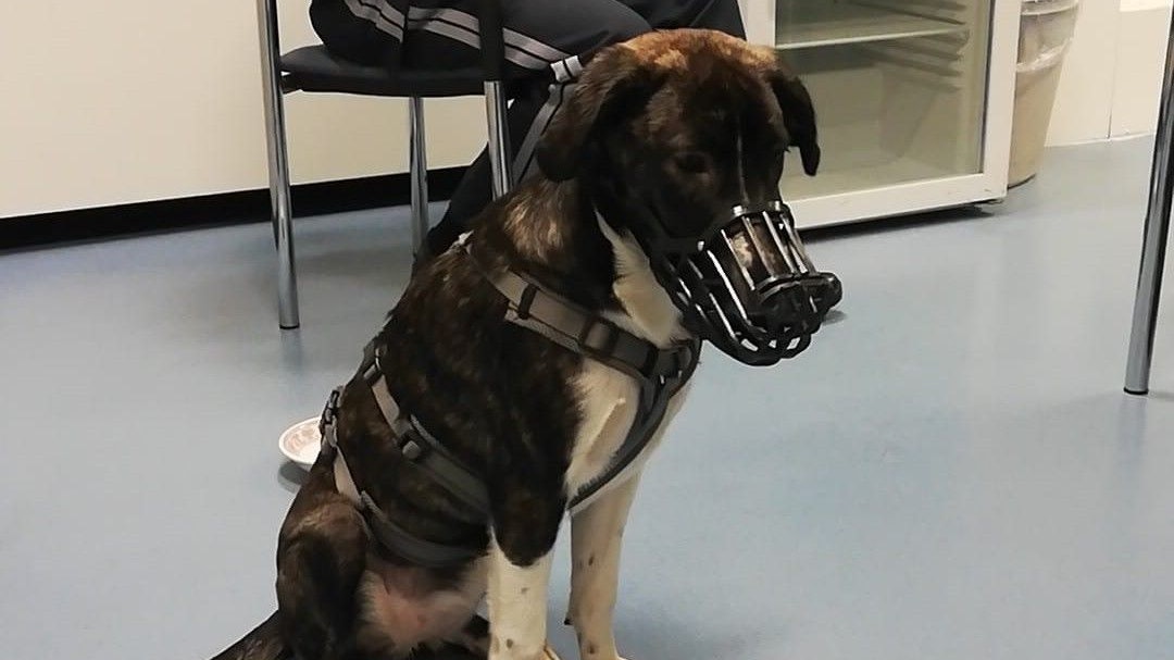 Hund "Peppermint" drehte eine Runde in der Bim am Wiener Ring.