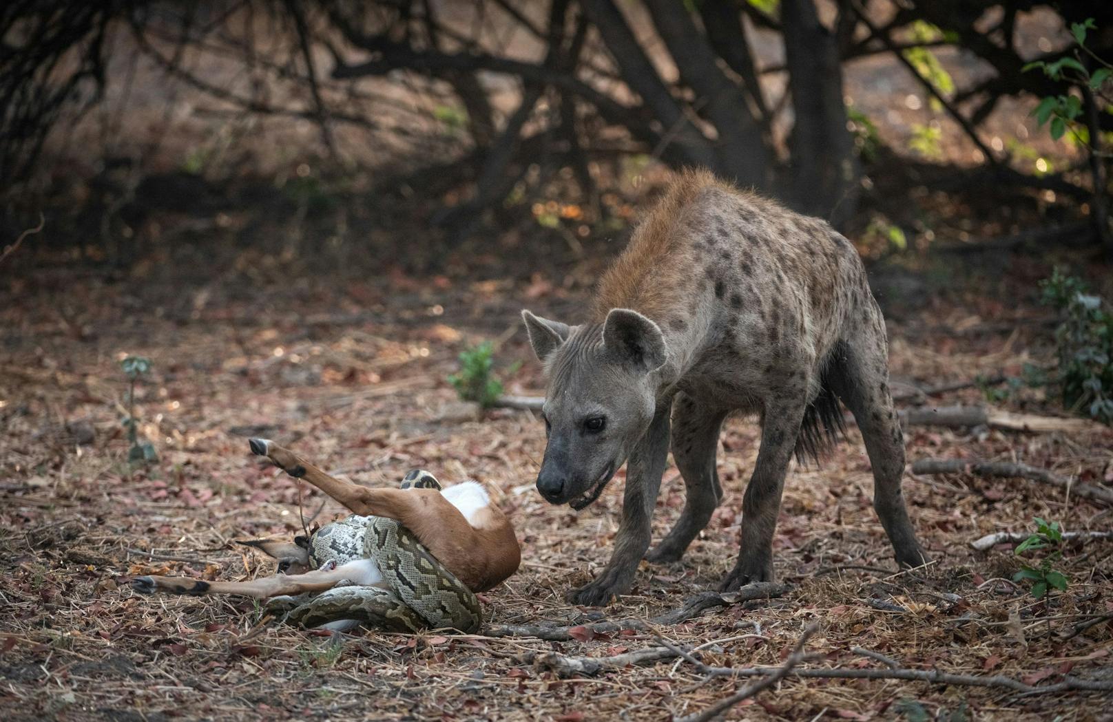 Es entbrennt ein regelrechtes Tauziehen um das Antilopen-Kalb. 