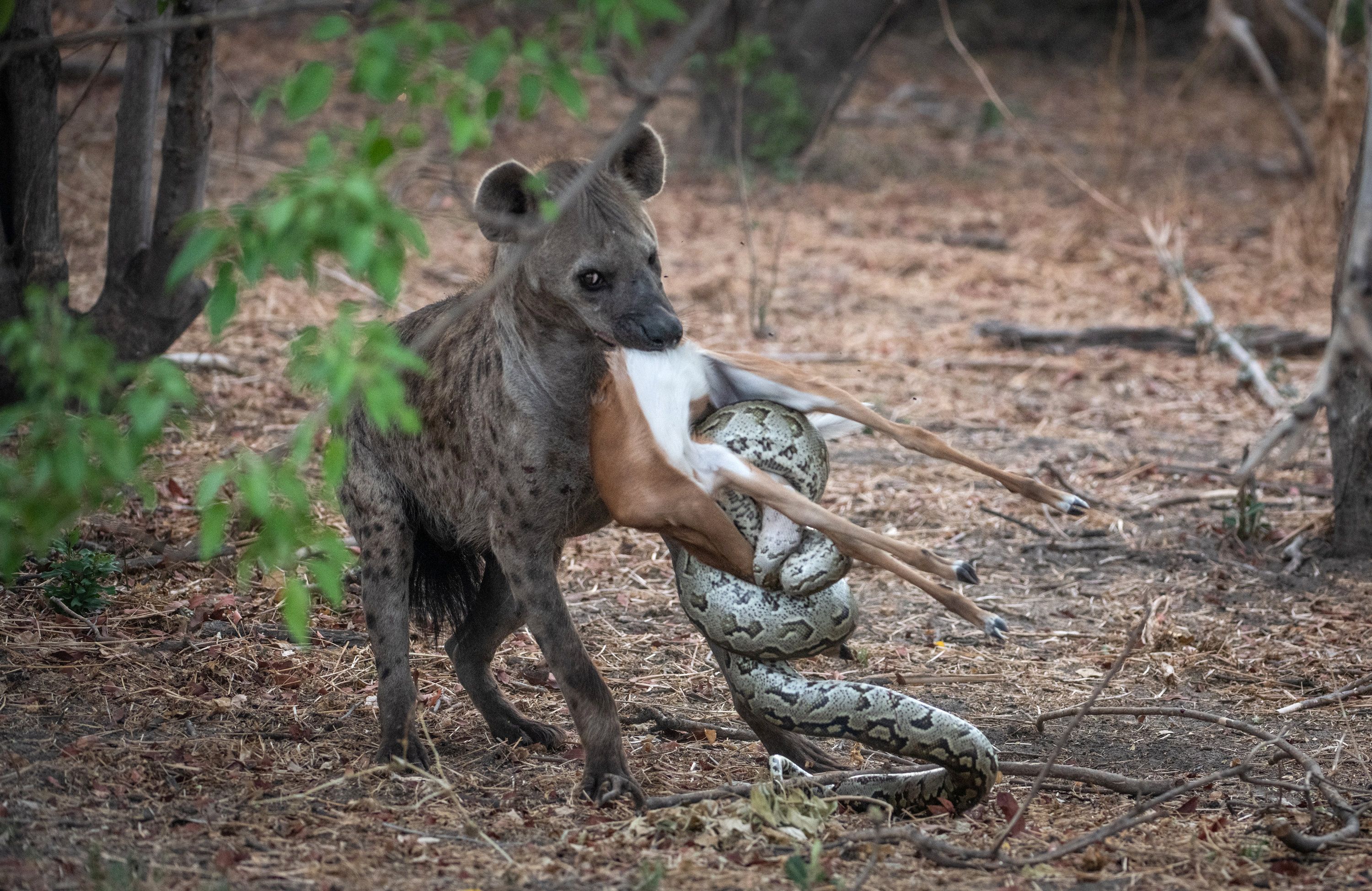 Sowohl eine Hyäne als auch ein Python erheben Anspruch auf ein Antilopen-Kalb. 