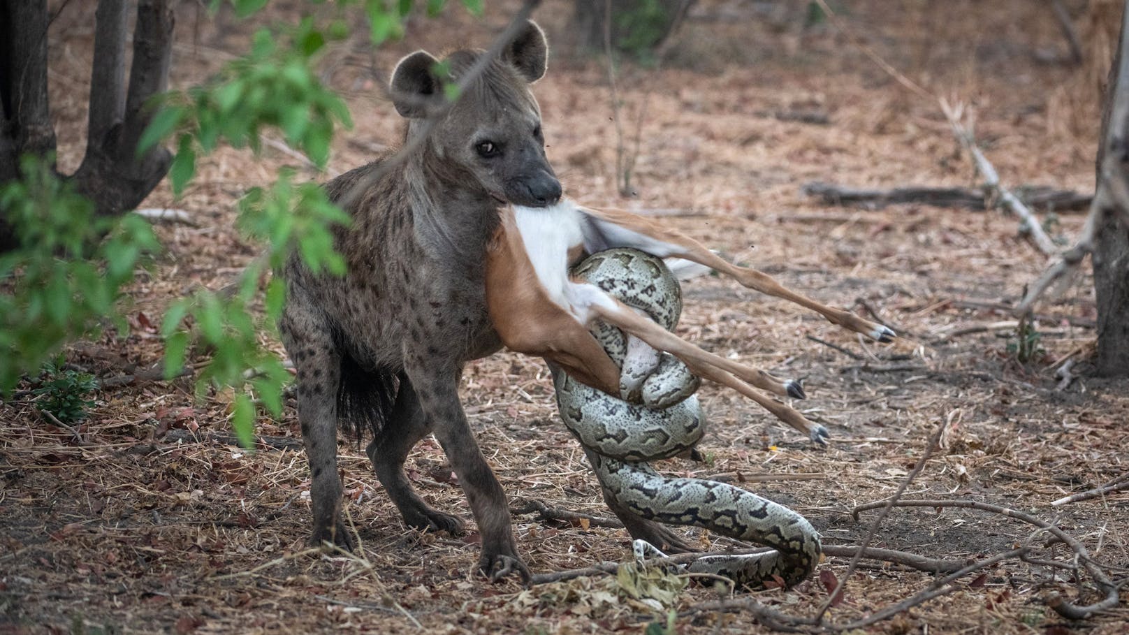 Sowohl eine Hyäne als auch ein Python erheben Anspruch auf ein Antilopen-Kalb. 