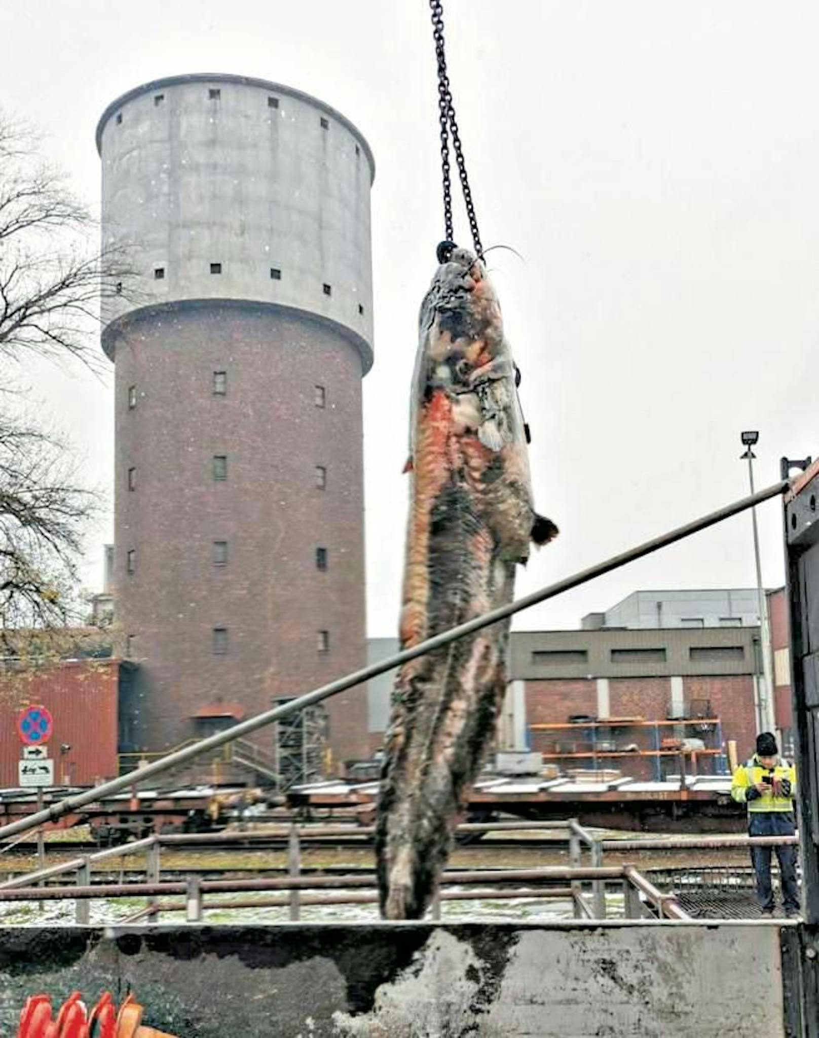 Die Bergung eines 100-Kilo-Wels in Oberösterreich sorgt für Aufregung.