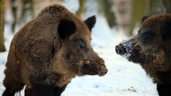 Für Wildschweine verläuft die Afrikanische Schweinepest zumeist tödlich.