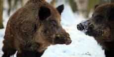 Afrikanische Schweinepest bedroht das Burgenland