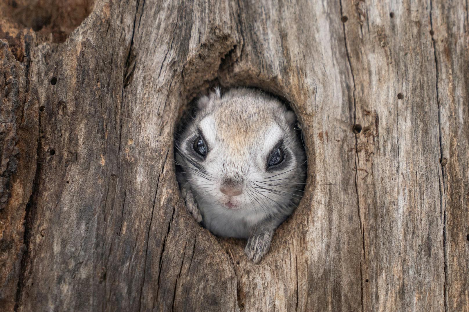 Der Fotograf verbrachte im japanischen Hokkaido Jahre damit, diese Bilder zu bekommen. 