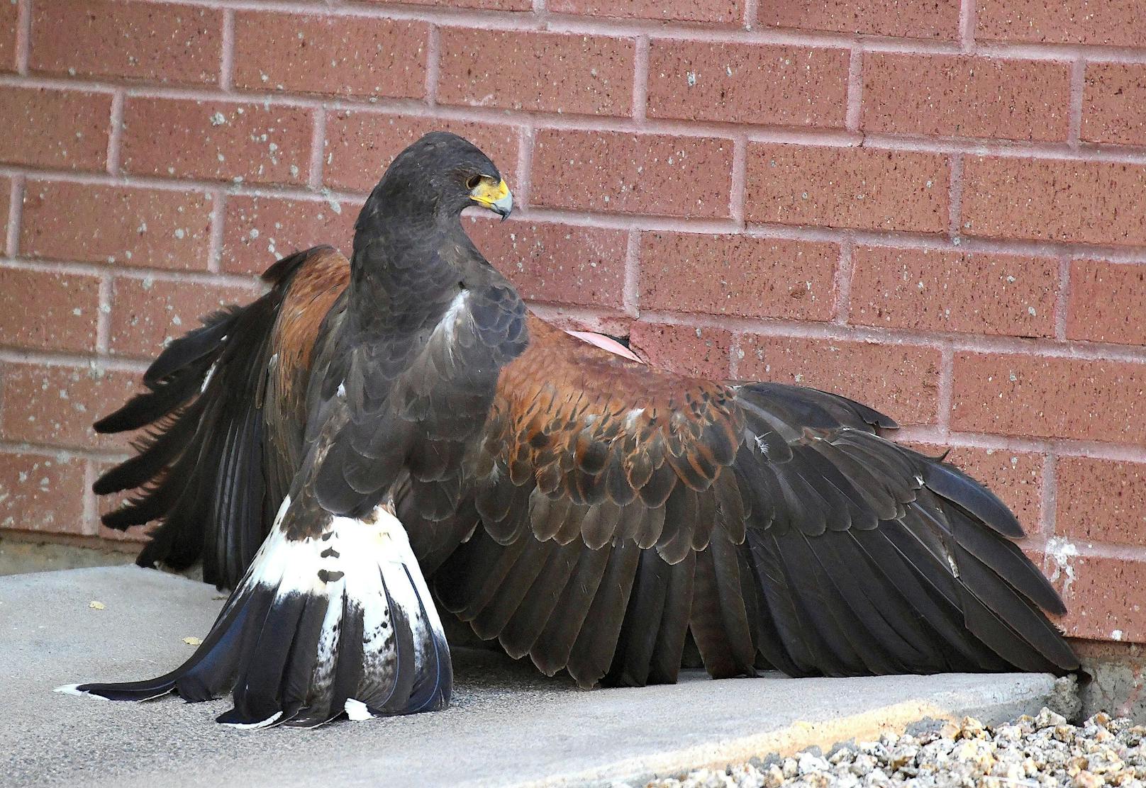 Der Bussard gab nicht auf und schob seine krallen so weit in die Rohr, bis er das Kaninchen packen konnte. <br>