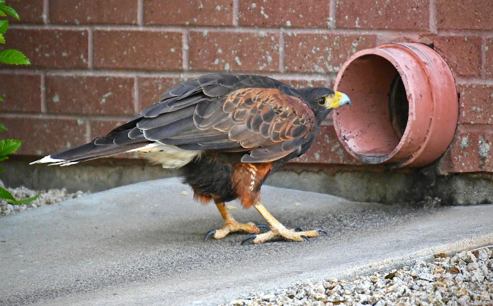 Der schlaue Vogel allerdings, wusste um seine Beute im Abflussrohr. 