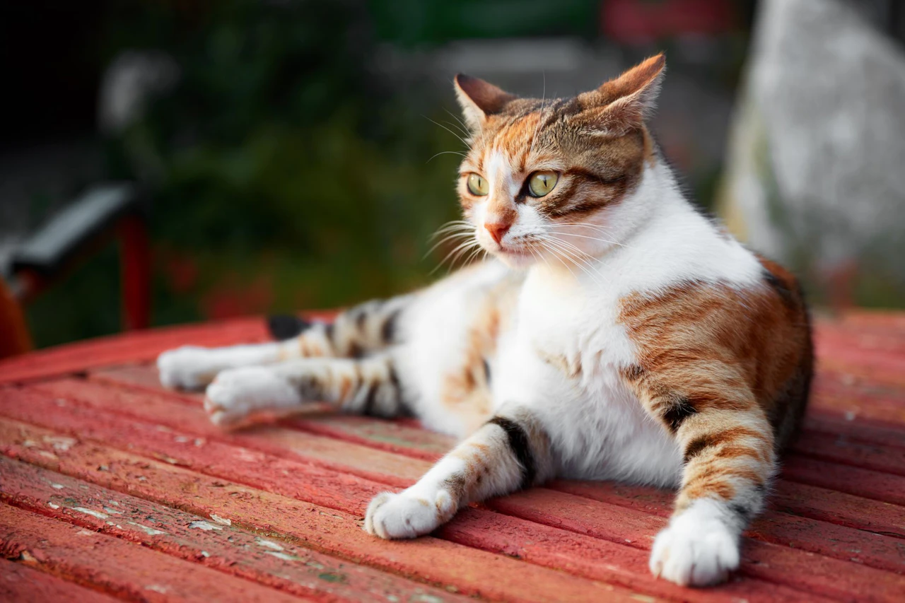Heute.at - Mehrere Katzen getötet – Polizei fasst Tierquäler