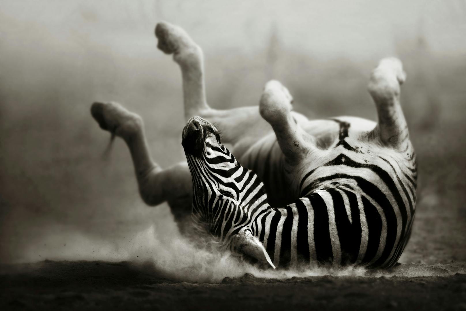 Voller Kraft und wunderschön zeigt sich diese Zebra beim tagtäglichen Bad. 