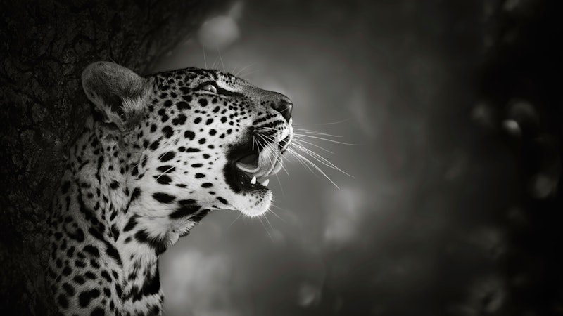 Da Weihnachten eine Zeit der Besinnung ist, möchten wir hier die fantastische Fauna von Afrika zeigen. Doch dieses Mal nicht bunt. 