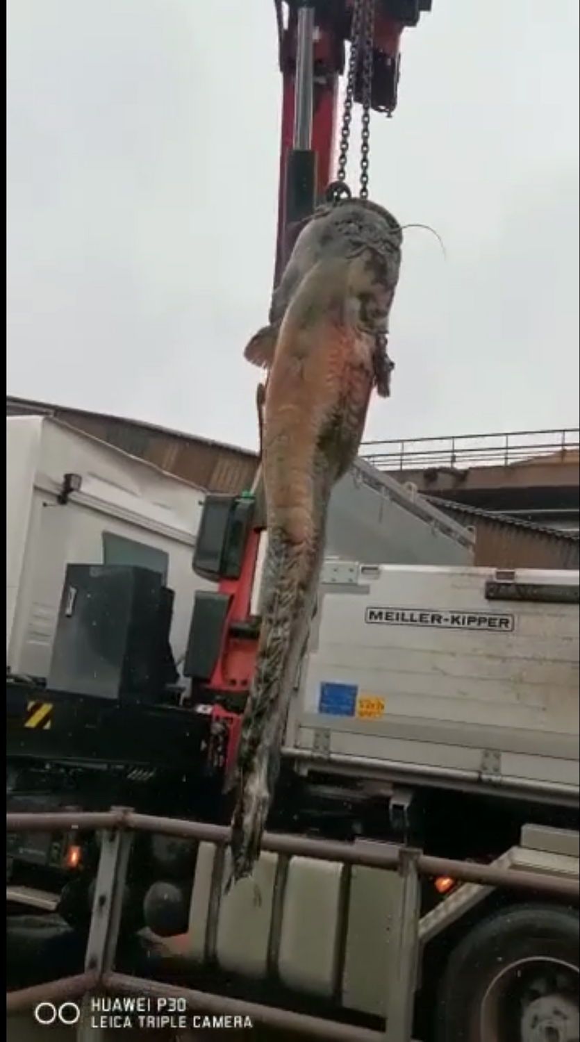 Für die Rettung des Welses aus dem Abflussrohr musste eine eigene Spezialbergungsfirma an.&nbsp;