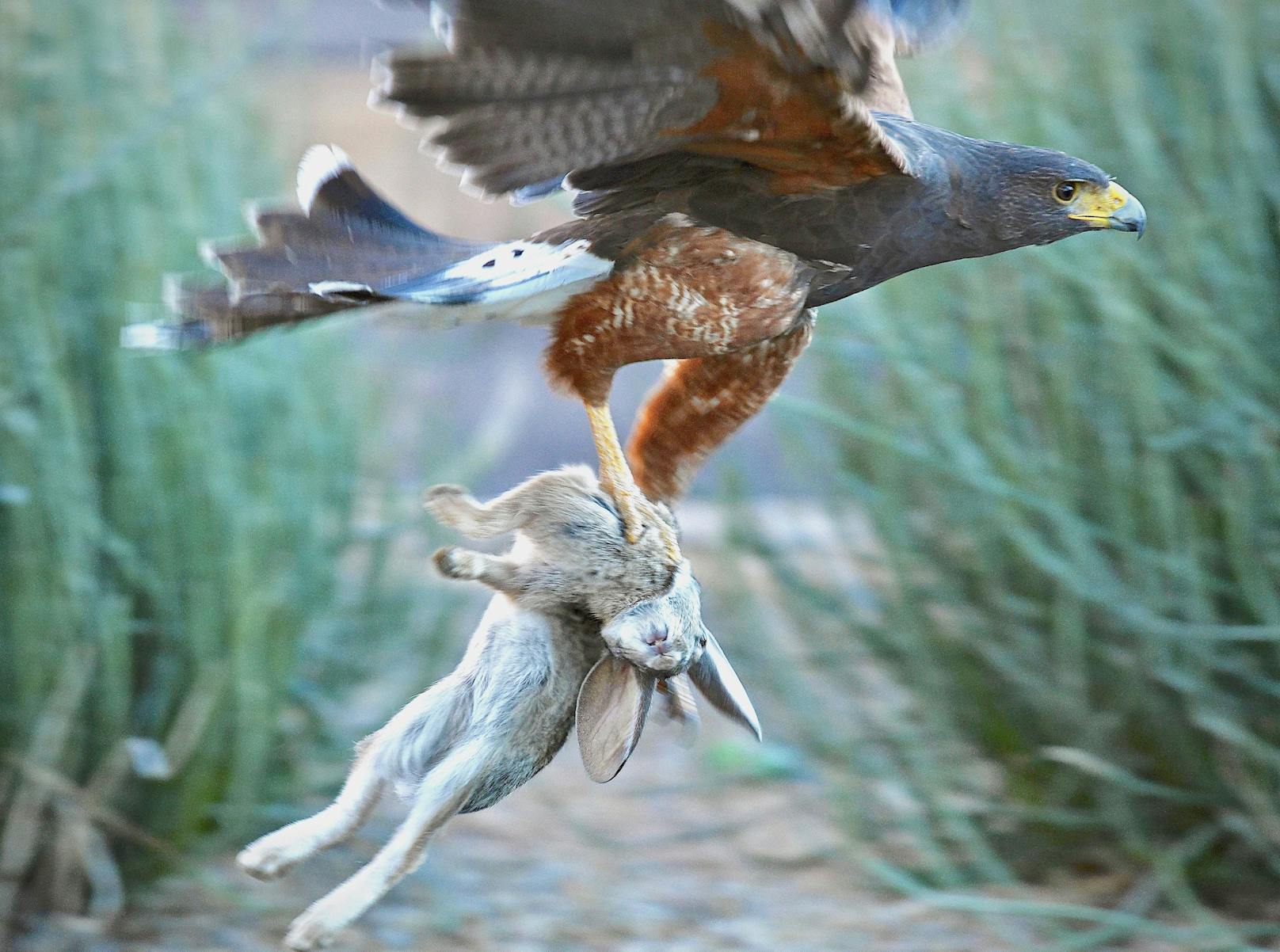 Auch wenn die Natur auch ihre grausamen Seiten hat, so sind die Bilder doch höchst beeindruckend. 