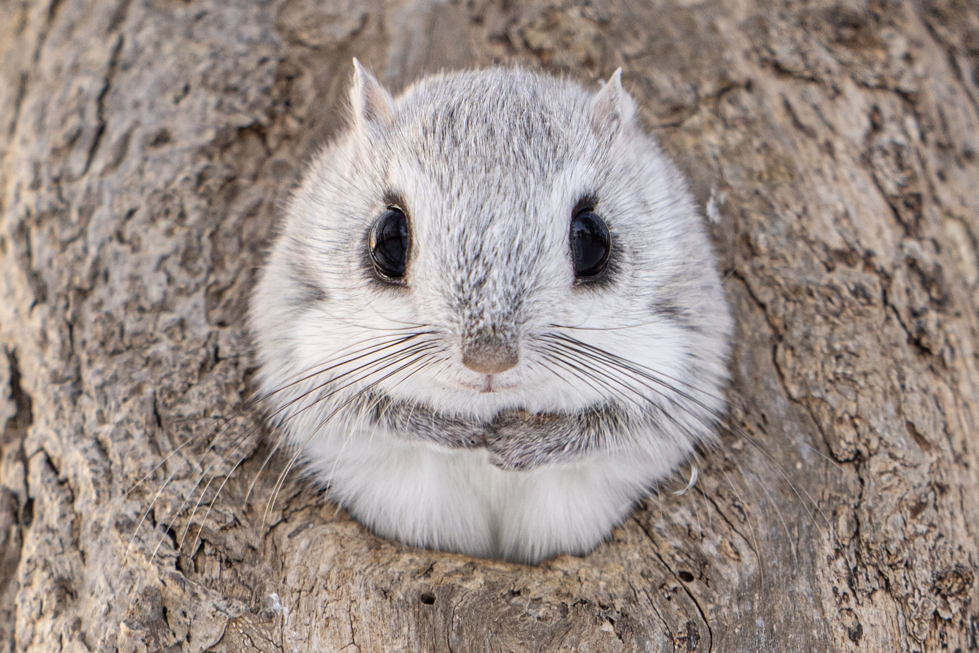 Der Fotograf Yoshihiro Abiko verbrachte Jahre im japanischen Hokkaido um die nachtaktiven Nager auch am Tage abzulichten. Gelungen! 
