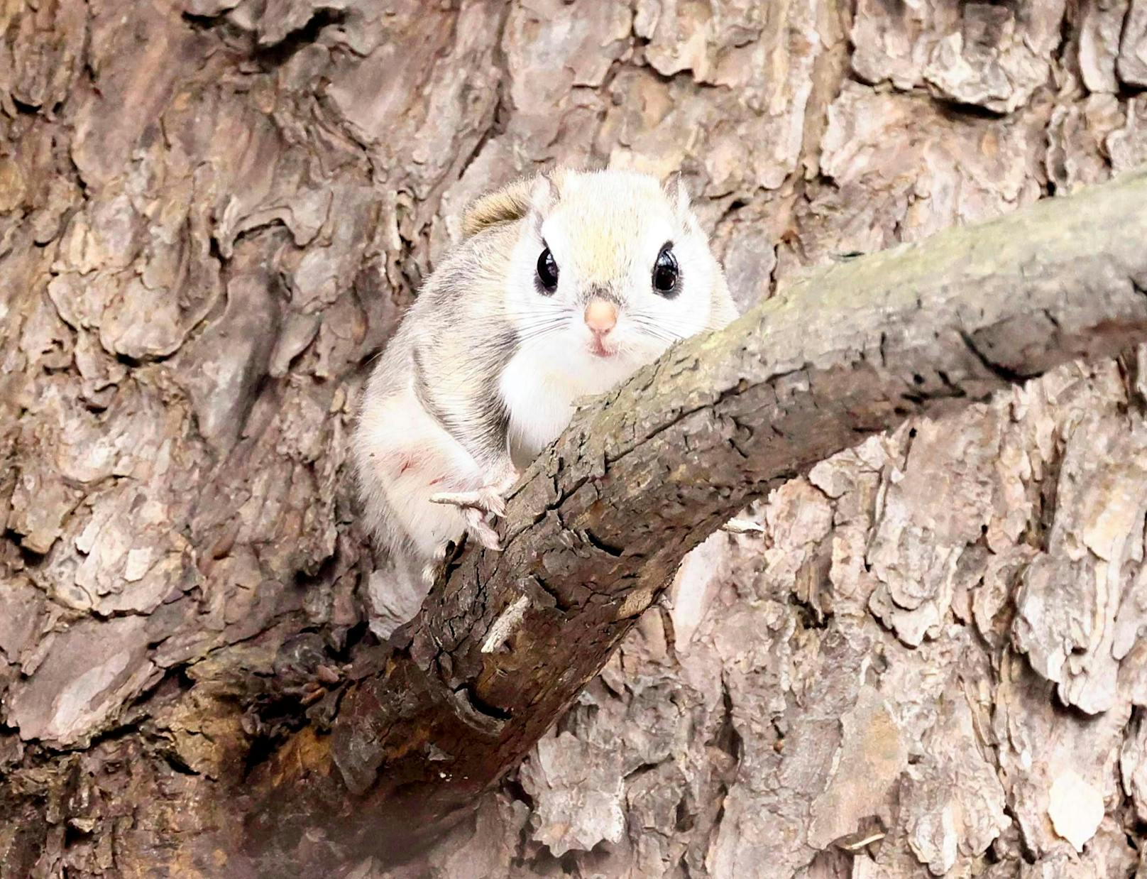 Es lebt in den Nadelwäldern der höher liegenden Wälder. 