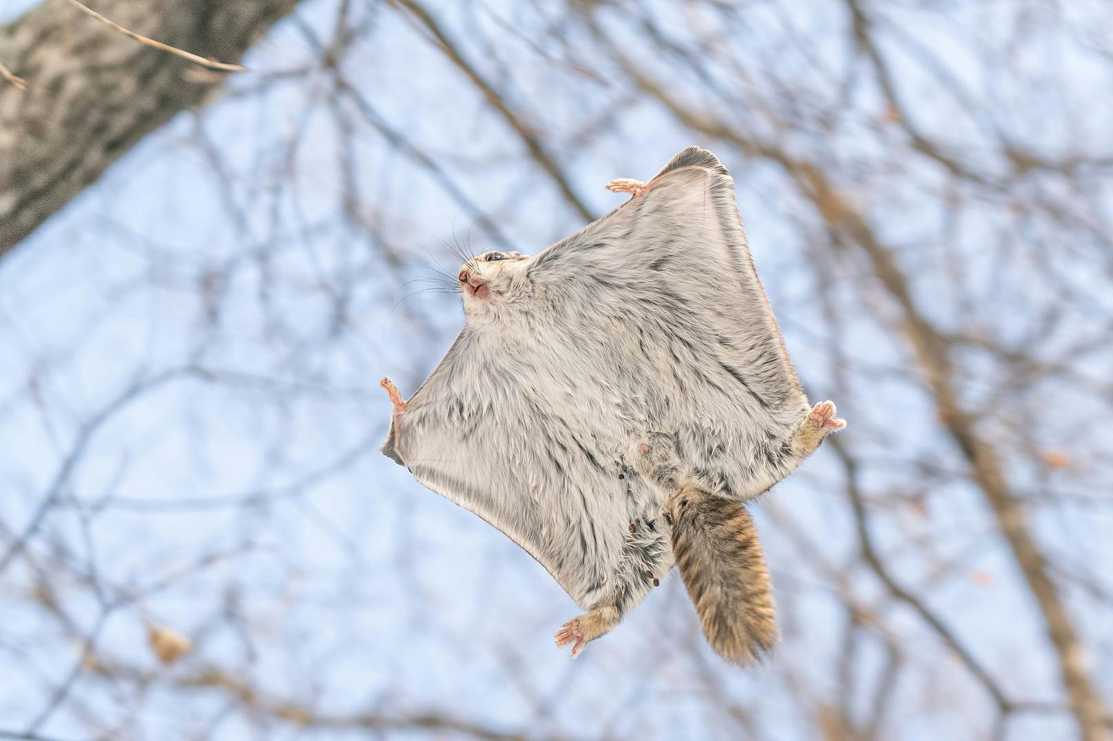 Auch wenn sie in der englischen Übersetzung "flying Squirrel" - also fliegendes Eichhörnchen heißen, können sie natürlich nicht fliegen. 