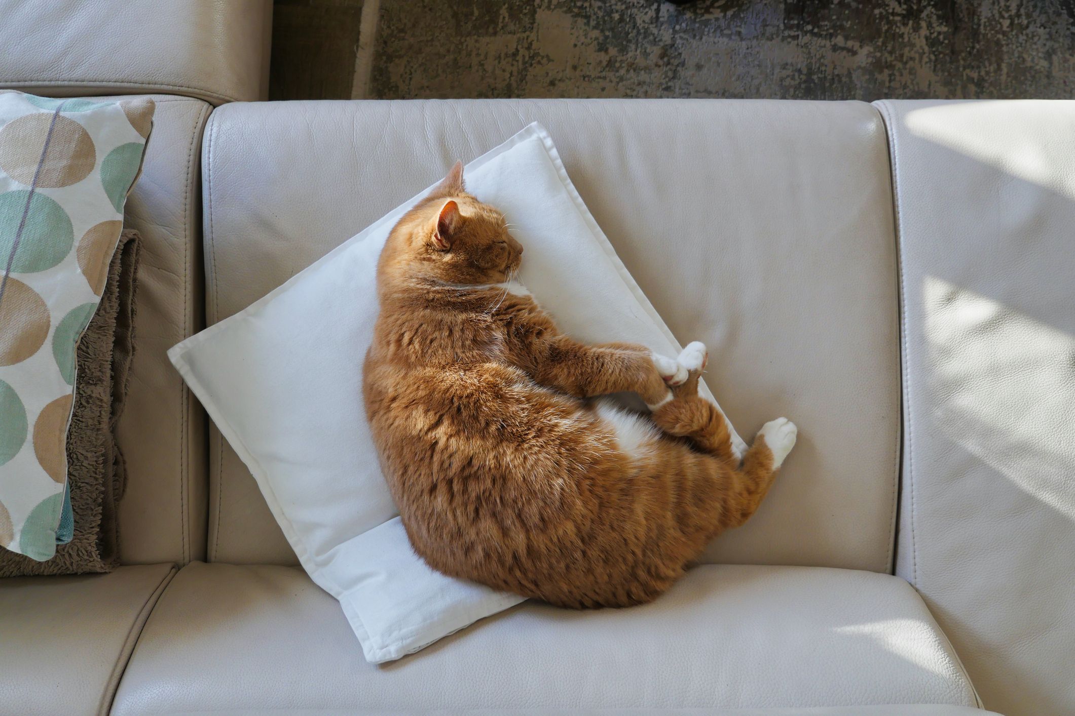 Symbolfoto einer Katze.