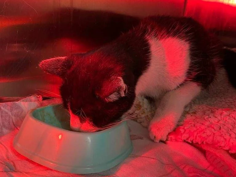 Wärme und Futter fehlten dem Kater lange.