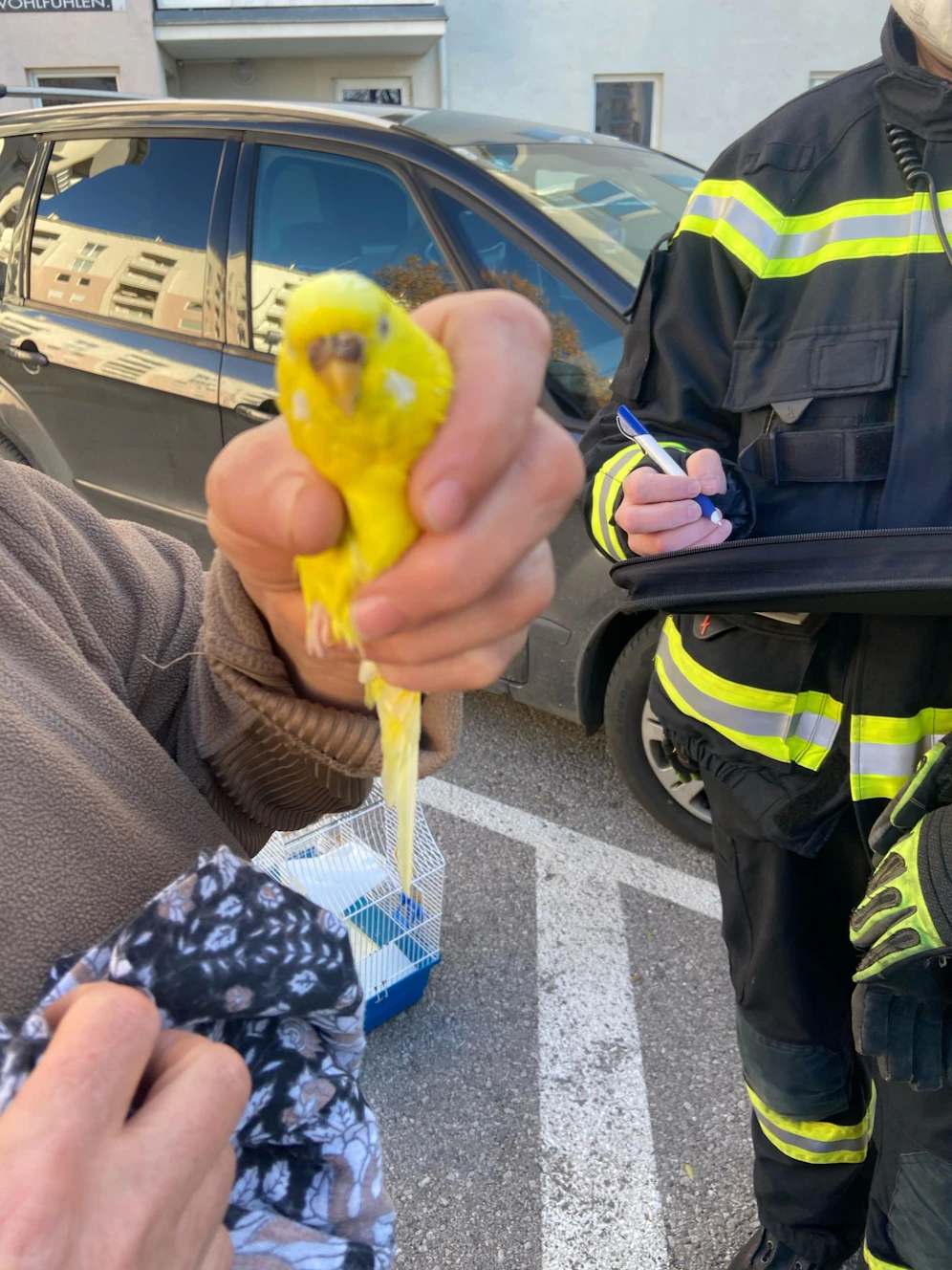 Der entflohene Wellensittich konnte von der Feuerwehr gerettet werden. 