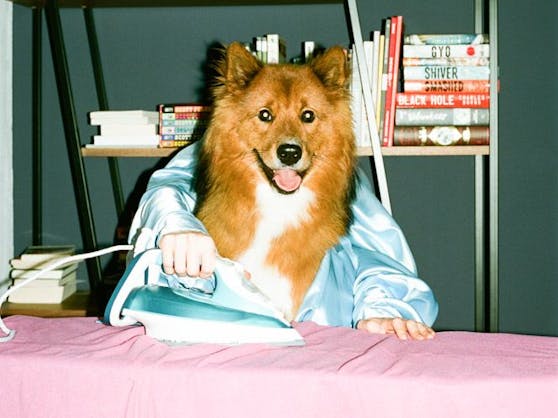 Daniel Gebhart de Koekkoek hat mit seinem Hundekalender ins Schwarze getroffen. Der Kalender für 2022 ist ein Hit!