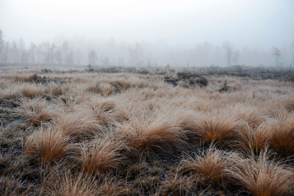Zwei Frauen sind in der Nähe von Neubrandenburg in einem Moor steckengeblieben. (Symbolbild)