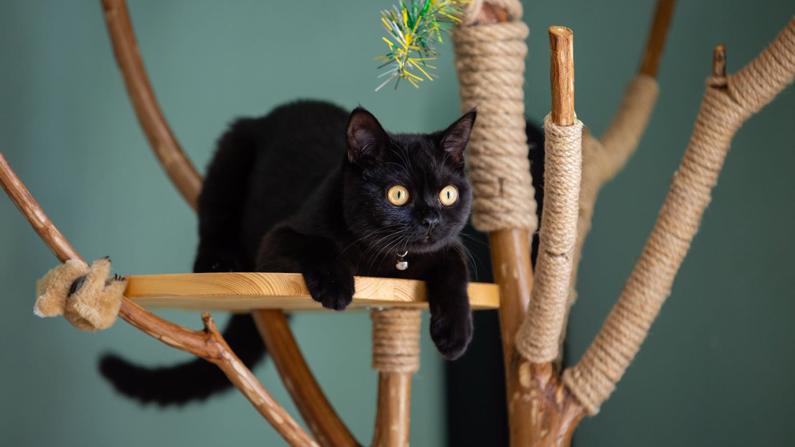 <strong>Mehr Ausblick:</strong> Besonders Hauskatzen wissen einen hohen Kratzbaum nahe eines Fensters wirklich zu schätzen und freuen sich über einen guten Ausblick. 