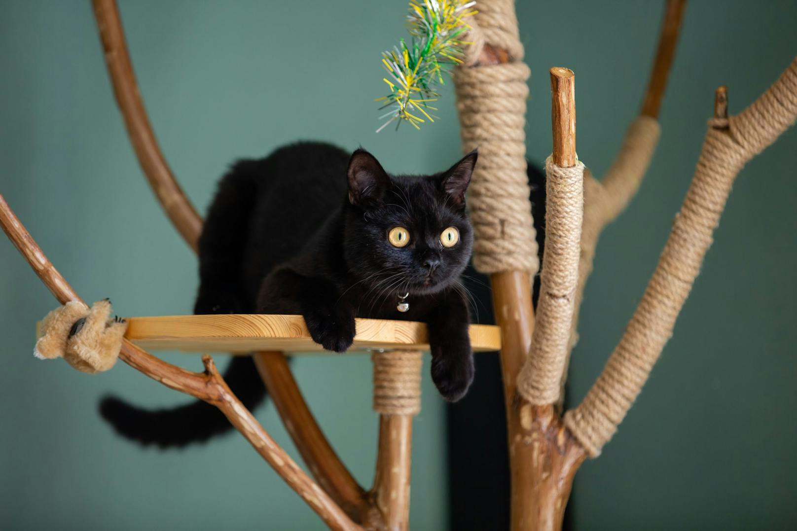 <strong>Mehr Ausblick:</strong> Besonders Hauskatzen wissen einen hohen Kratzbaum nahe eines Fensters wirklich zu schätzen und freuen sich über einen guten Ausblick. 