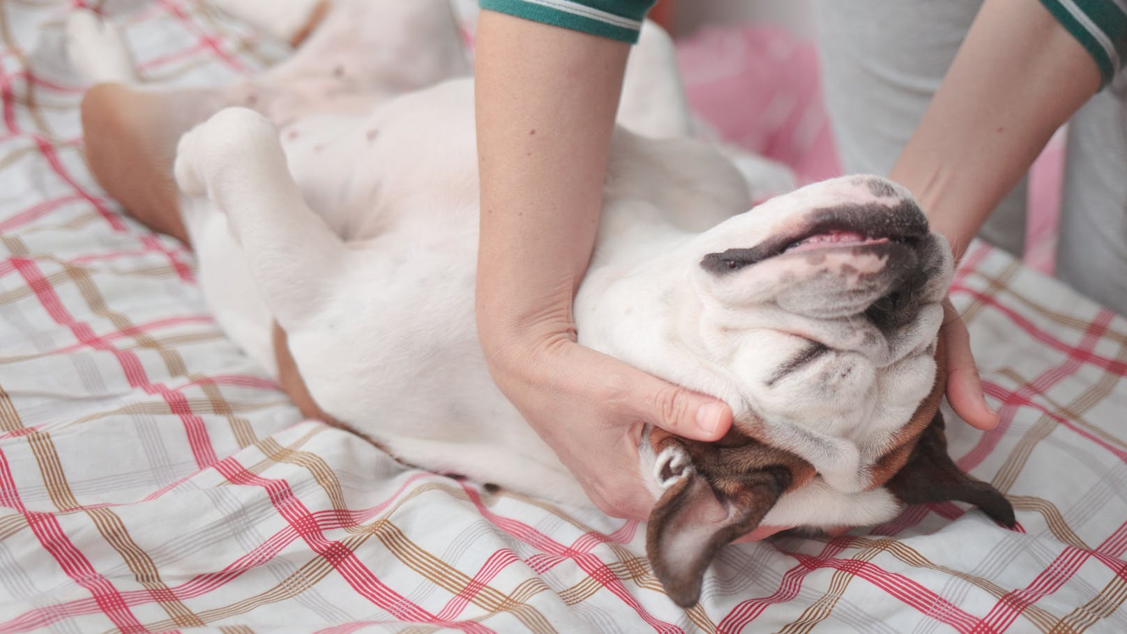 <strong>Massage</strong>: Verwöhne deine Vierbeiner mit einer langen und liebevollen Massage - denn auch Tiere wissen das angenehme Tasten zu schätzen. 