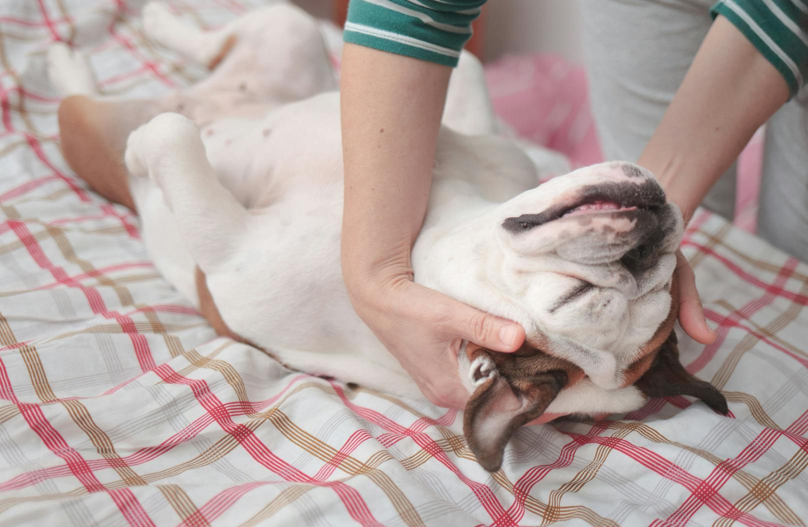 <strong>Massage</strong>: Verwöhne deine Vierbeiner mit einer langen und liebevollen Massage - denn auch Tiere wissen das angenehme Tasten zu schätzen. 