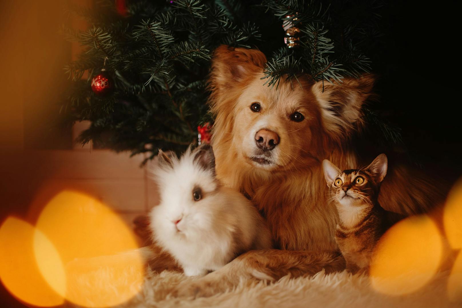 Das wären wohl die Weihnachtswünsche von Hund und Katz'