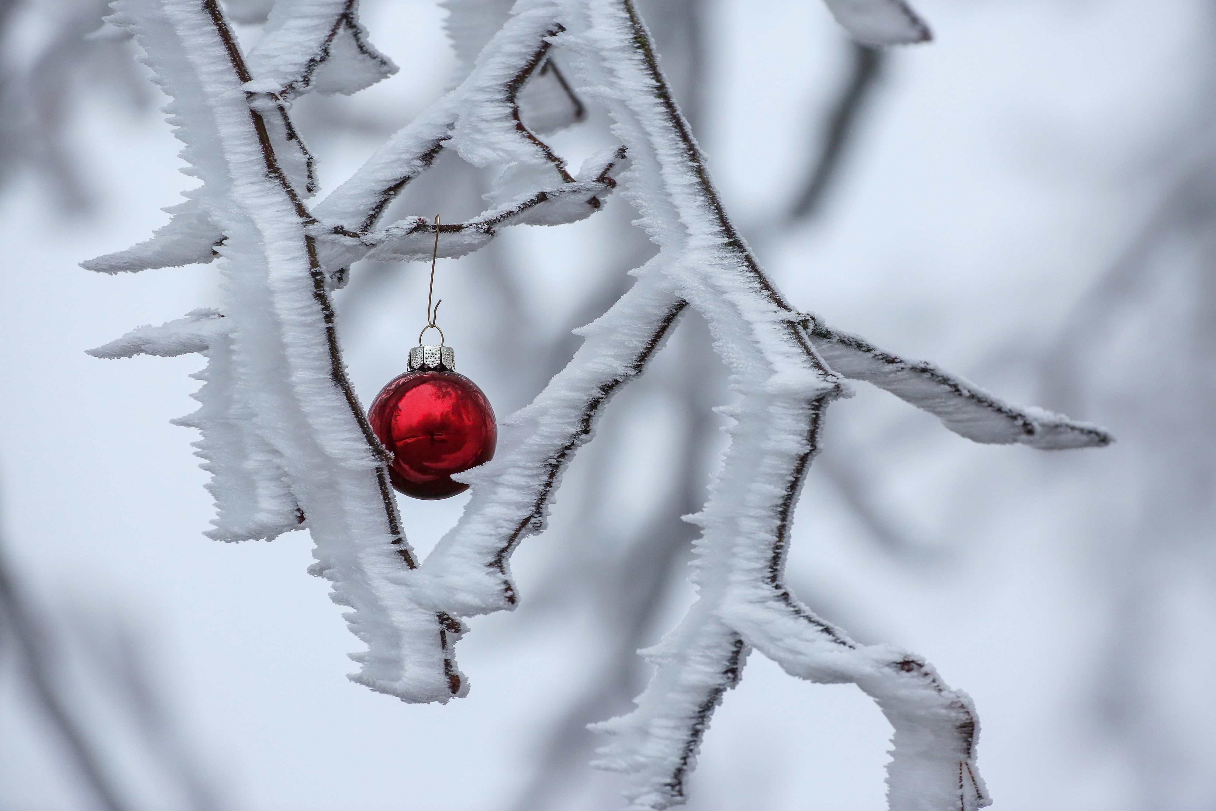 Download von www.picturedesk.com am 20.12.2021 (16:03).  19 December 2021, Baden-Wuerttemberg, Uttenweiler: A Christmas tree ball hangs on the branches of a tree covered with hoar frost and snow. Photo: Thomas Warnack/dpa - 20211219_PD3363 - Rechteinfo: Rights Managed (RM)