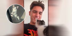 Blogger gesteht: "Ich habe meine Baby-Katze getötet"