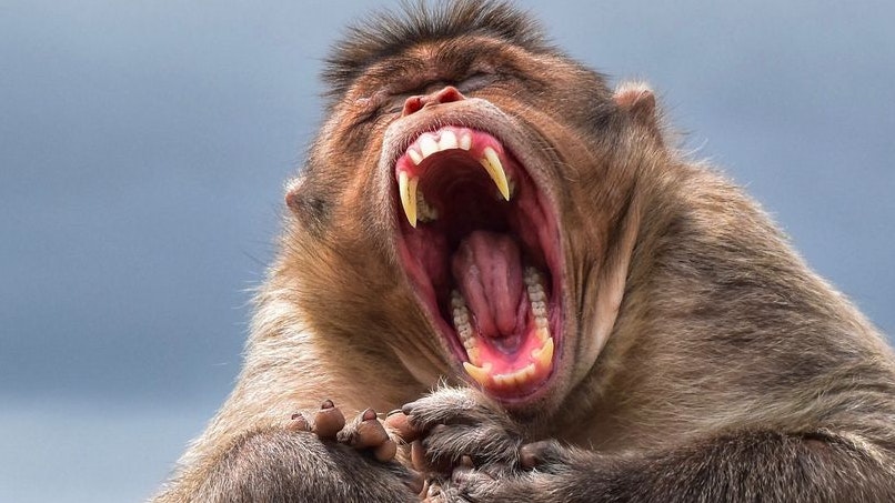 Zwischen Affen und Hunden tobt in der 5.000-Seelen-Gemeinde Lavool ein blutiger Krieg.