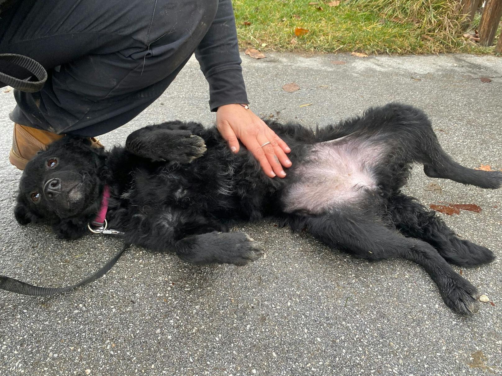 Eine große Tierfreundin, nahm die Hündin samt Pass mit sich und brachte sie zur Pfotenhilfe. 