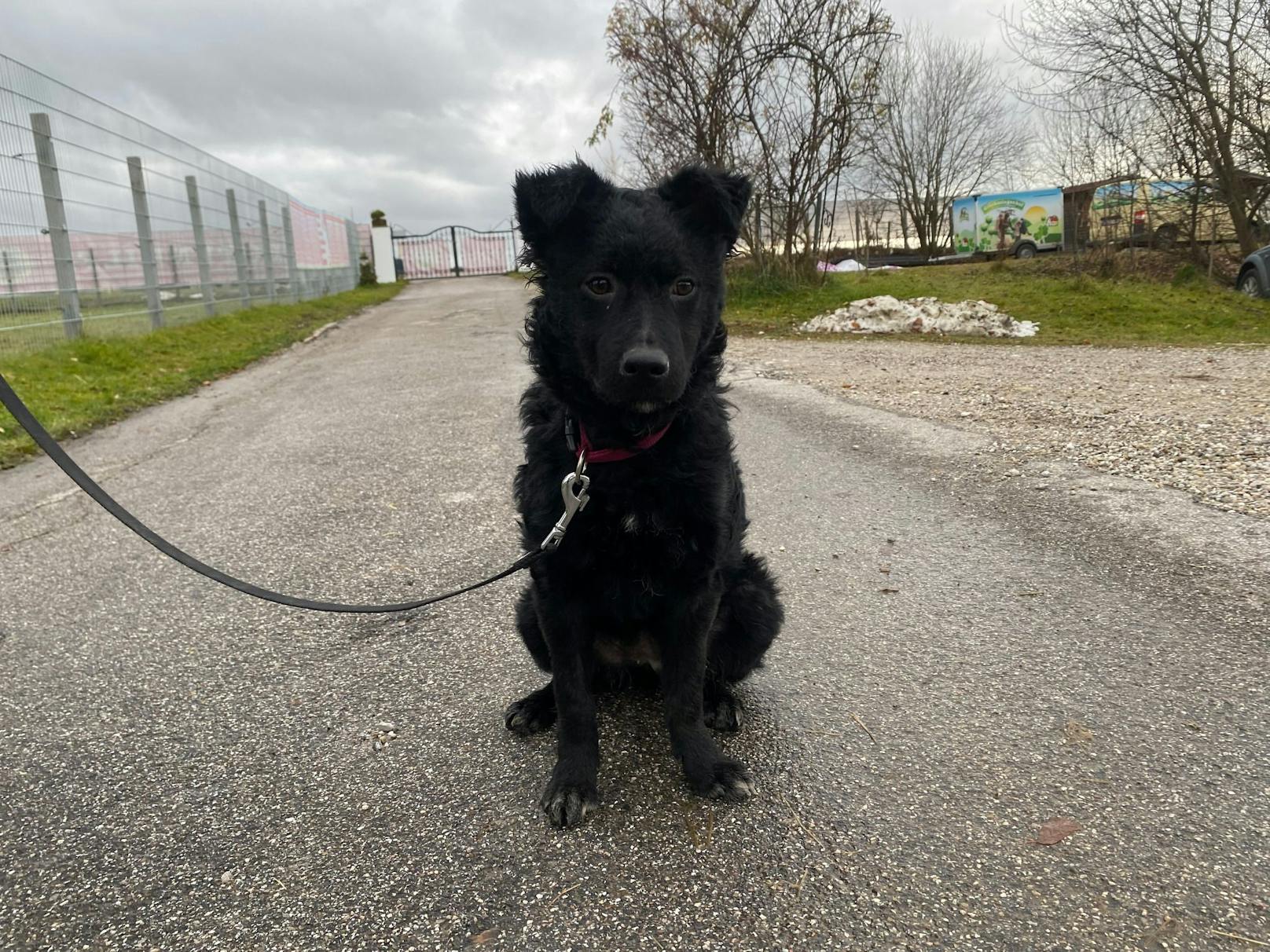 Bei näheren Untersuchungen konnte man schnell feststellen, dass die junge Hündin wohl auch eines der vielen Opfer der Hundemafia ist. <br>