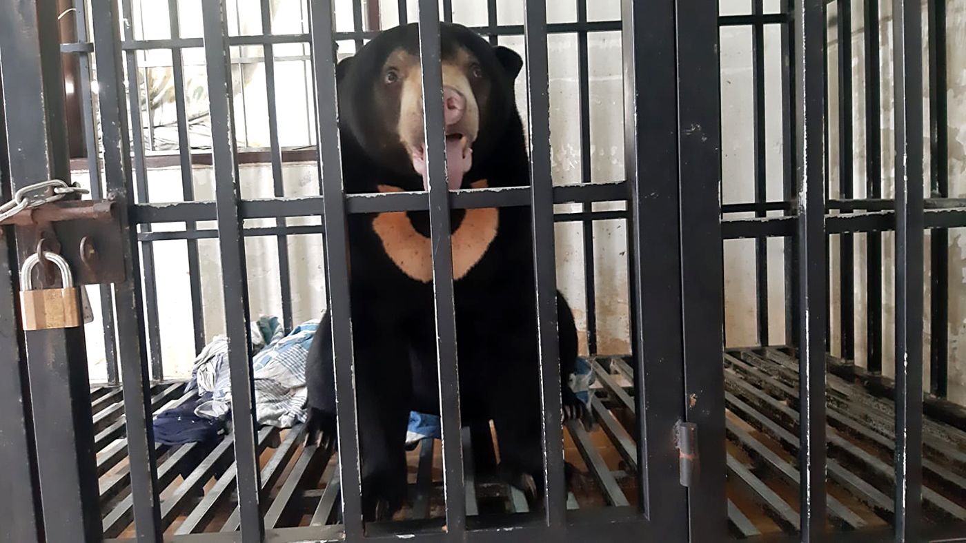 Mehr als zwei Jahre musste Malaienbär "Pooh" in diesem kleinen Käfig sitzen. 