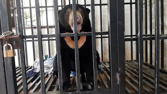 Mehr als zwei Jahre musste Malaienbär "Pooh" in diesem kleinen Käfig sitzen. 