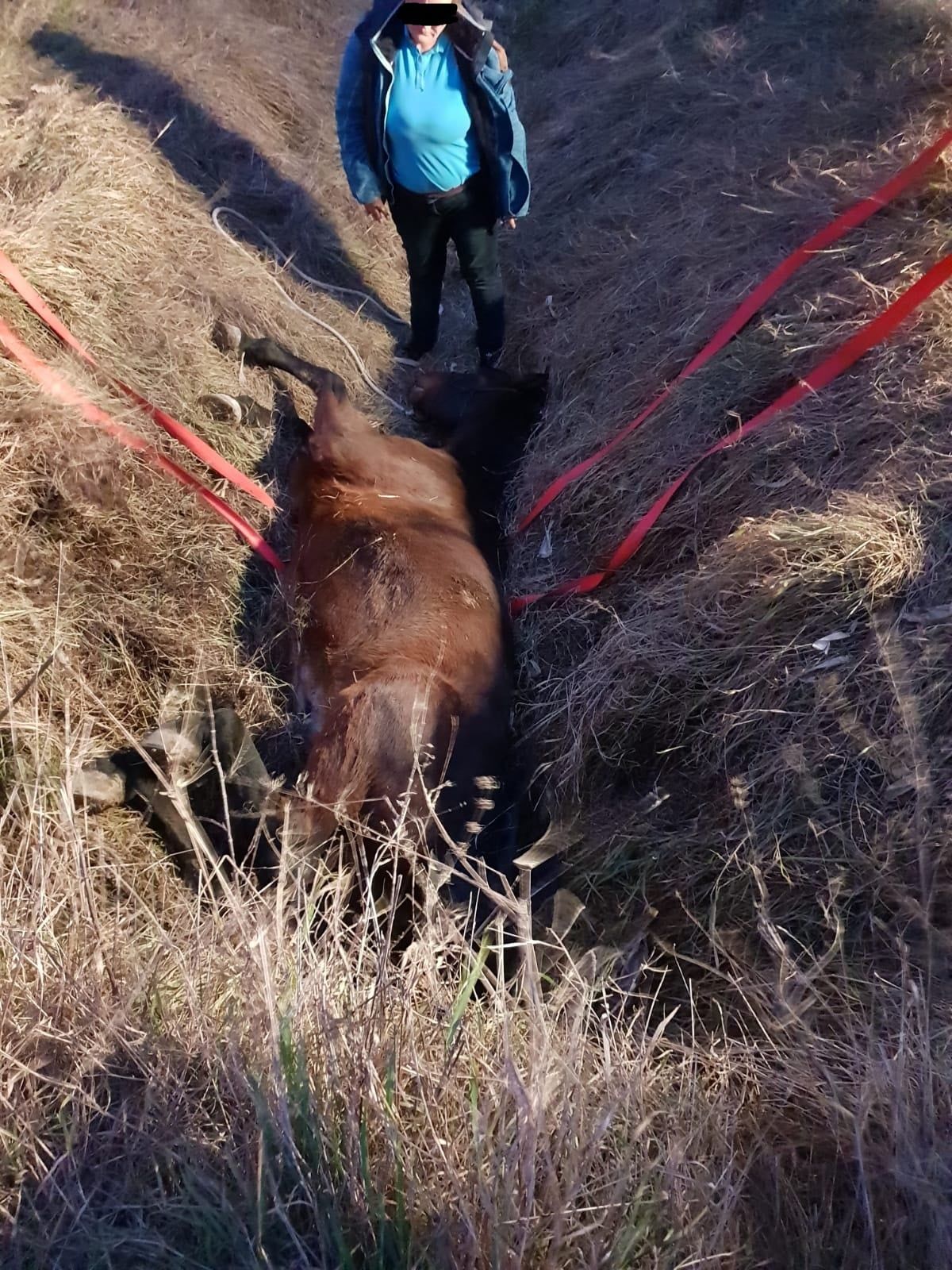 Das Pferd konnte sich nicht mehr selbst befreien.