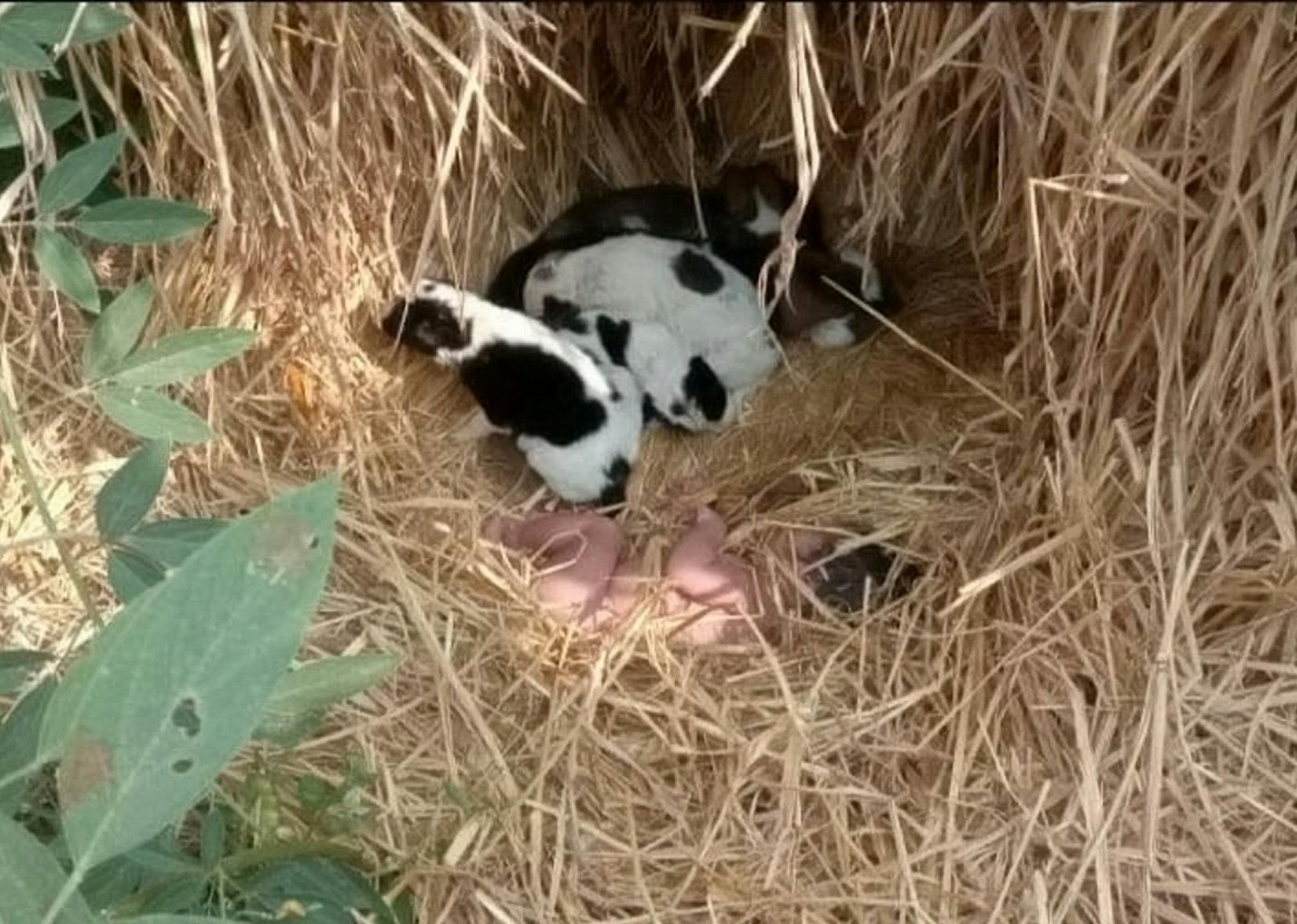 In der indischen Provinz Chattisgarh wurde ein neugeborenes Baby in einem Feld neben kleiner Hundewelpen gefunden. 