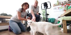Grillweltmeister aus Wien lernt mit Katzen wieder gehen