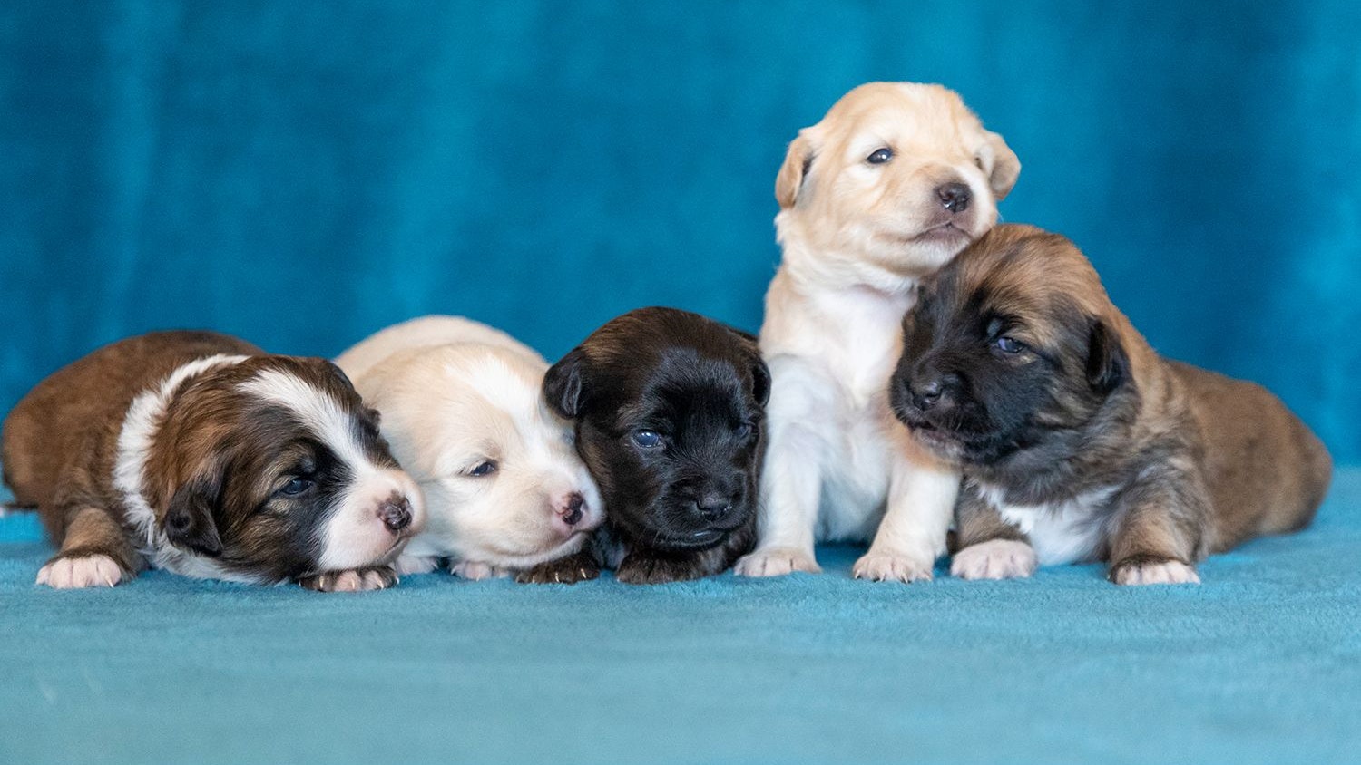 Gleich fünf Welpen brachte Hündin "Juno" auf Gut Aiderbichl zur Welt. 