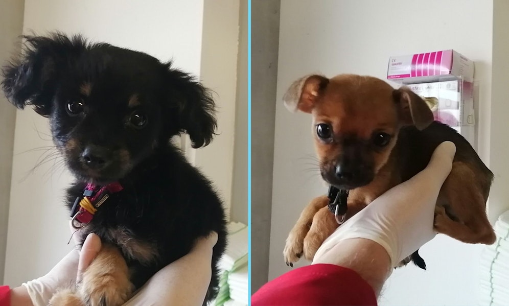 Diese zwei entzückenden Chihuahua-Welpen wurden bei klirrender Kälte in Liesing ausgesetzt.