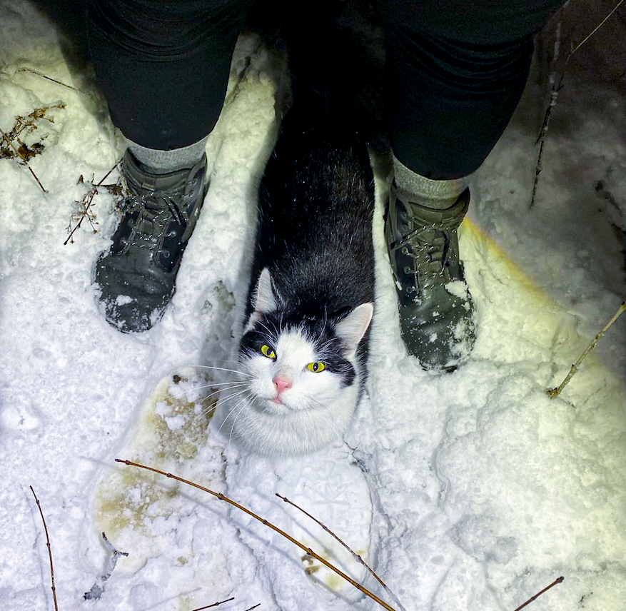 Die schlaue Katze führte die Caritas-Sozialarbeiter durch den Wald zu der Obdachlosen.