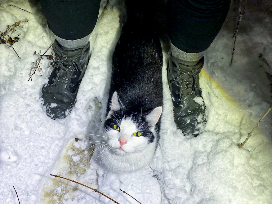 Die schlaue Katze führte die Caritas-Sozialarbeiter durch den Wald zu der Obdachlosen.