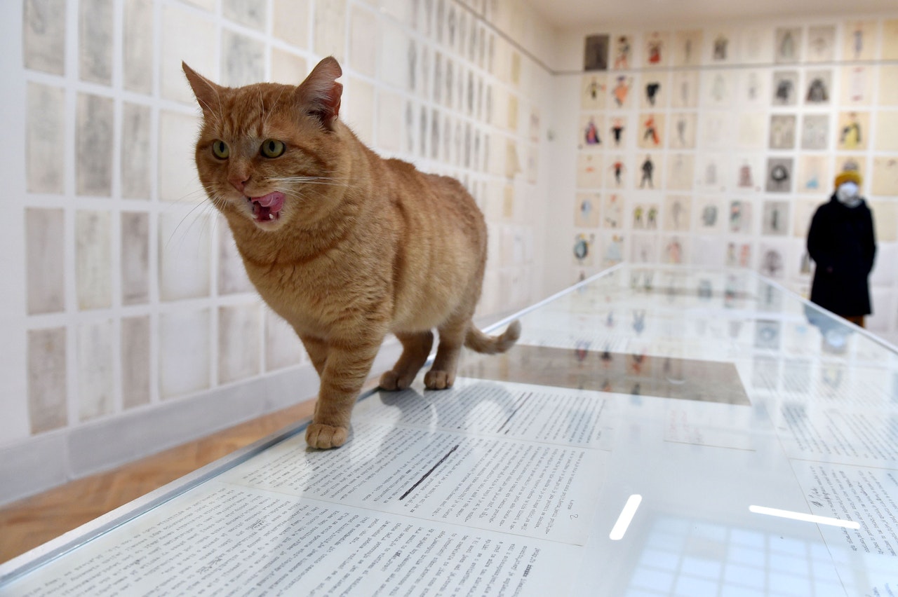 Heute.at - Diese Ausstellung war definitv für die Katz'