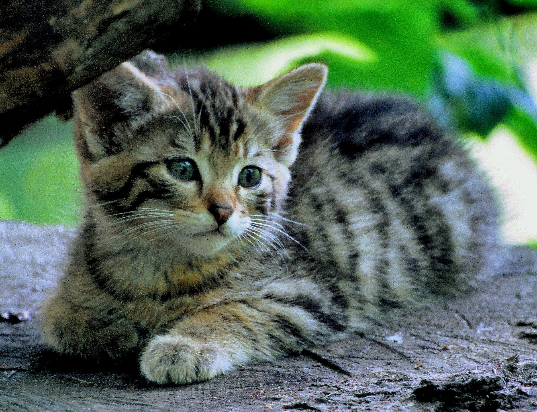 Frohe Botschaft im Naturschutz.&nbsp;Die Wildkatzen-Population in der Wachau ist im Wachsen, berichtet der Naturschutzbund.