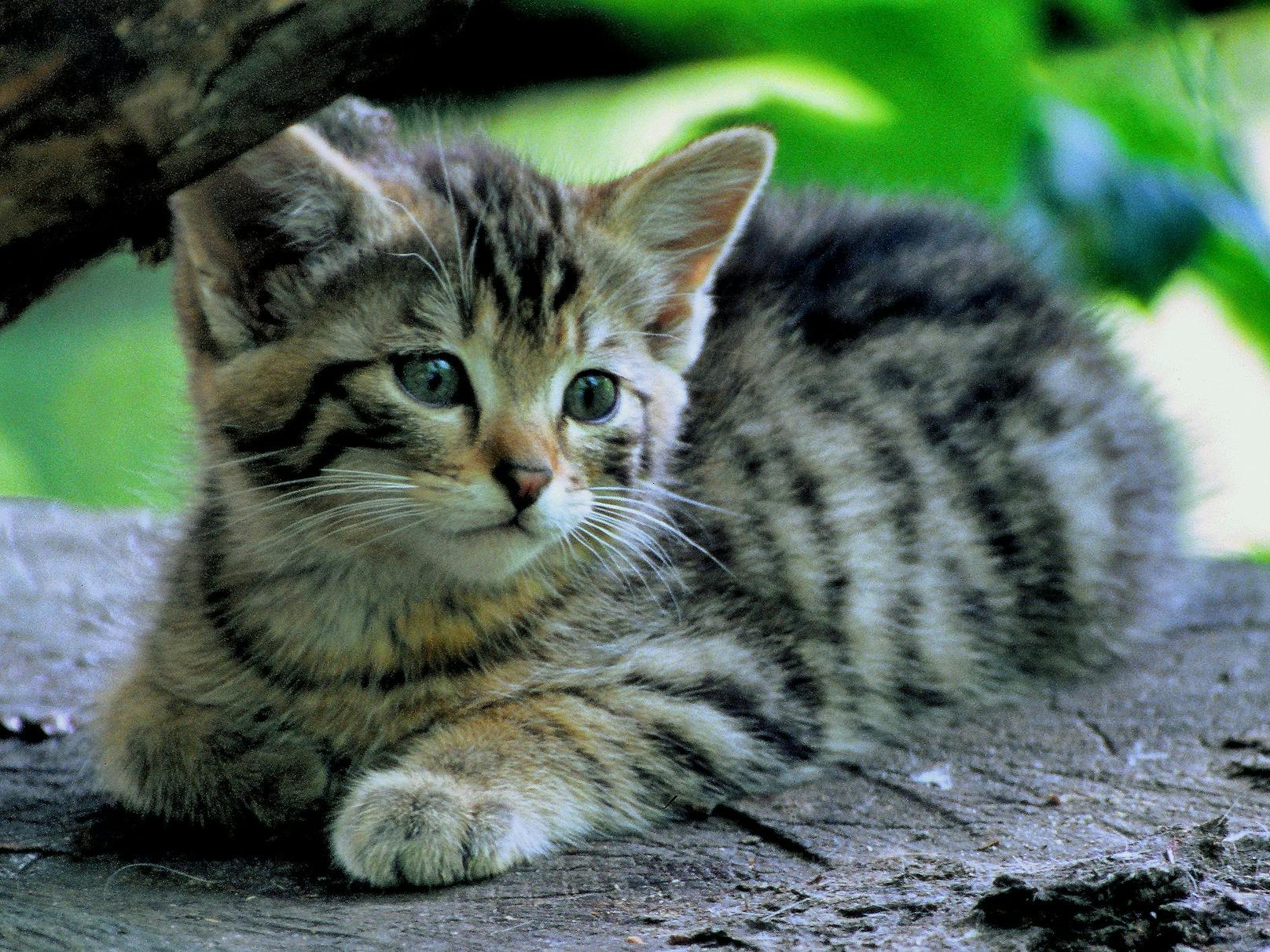 Frohe Botschaft im Naturschutz.&nbsp;Die Wildkatzen-Population in der Wachau ist im Wachsen, berichtet der Naturschutzbund.