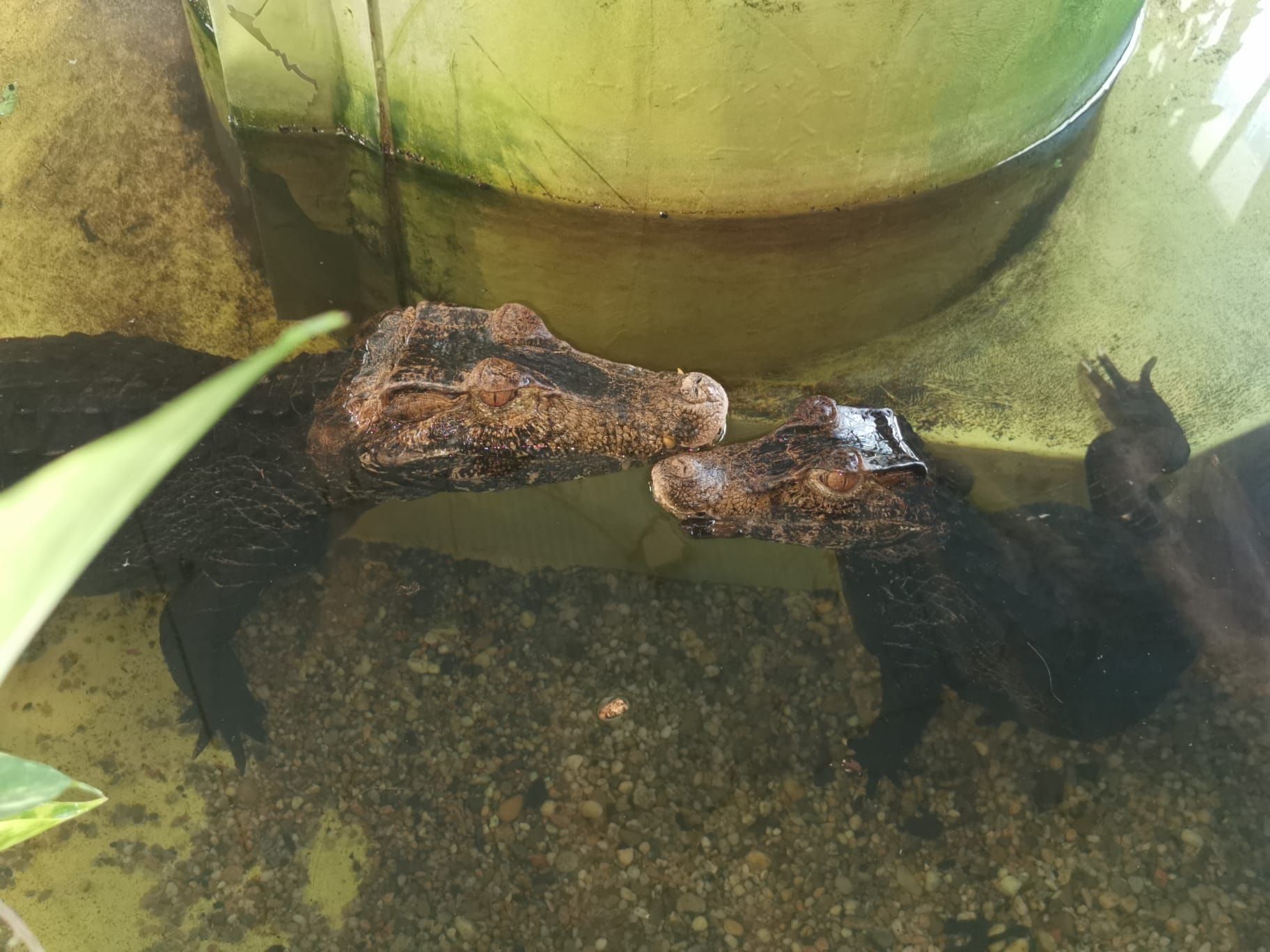 Schnappi und Pancho suchen ein neues Zuhause.