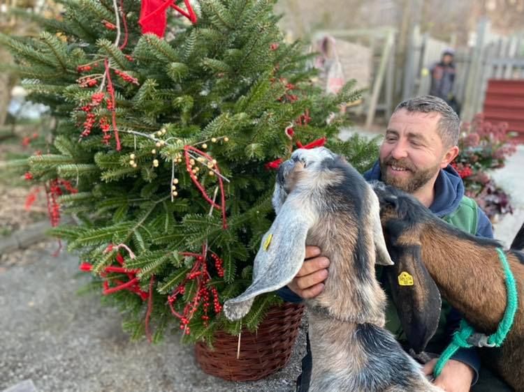 Besonders die Ziegen haben die Christbäume zum Anknabbern gerne.